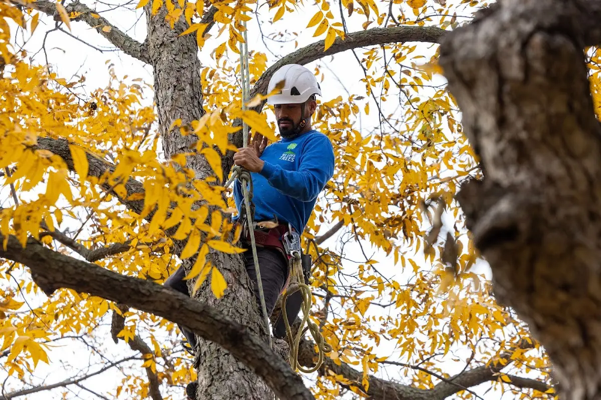 Skilled Tree Transplanting crew working in Paris